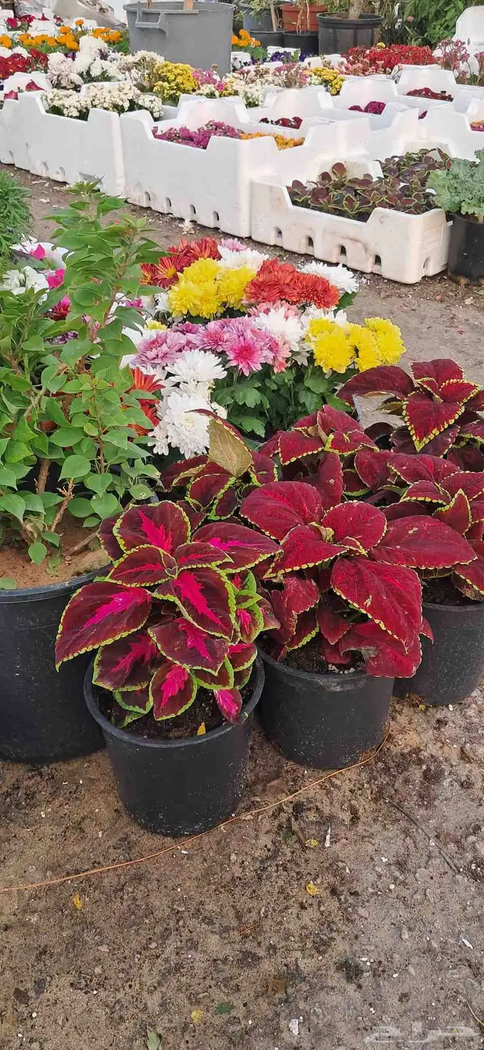 تنسيق الحدائق 0