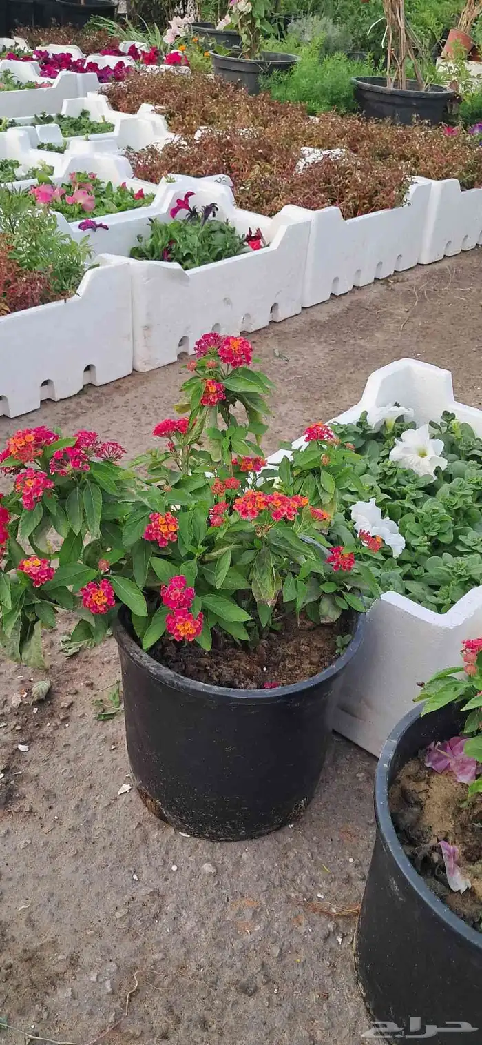 تنسيق الحدائق 3