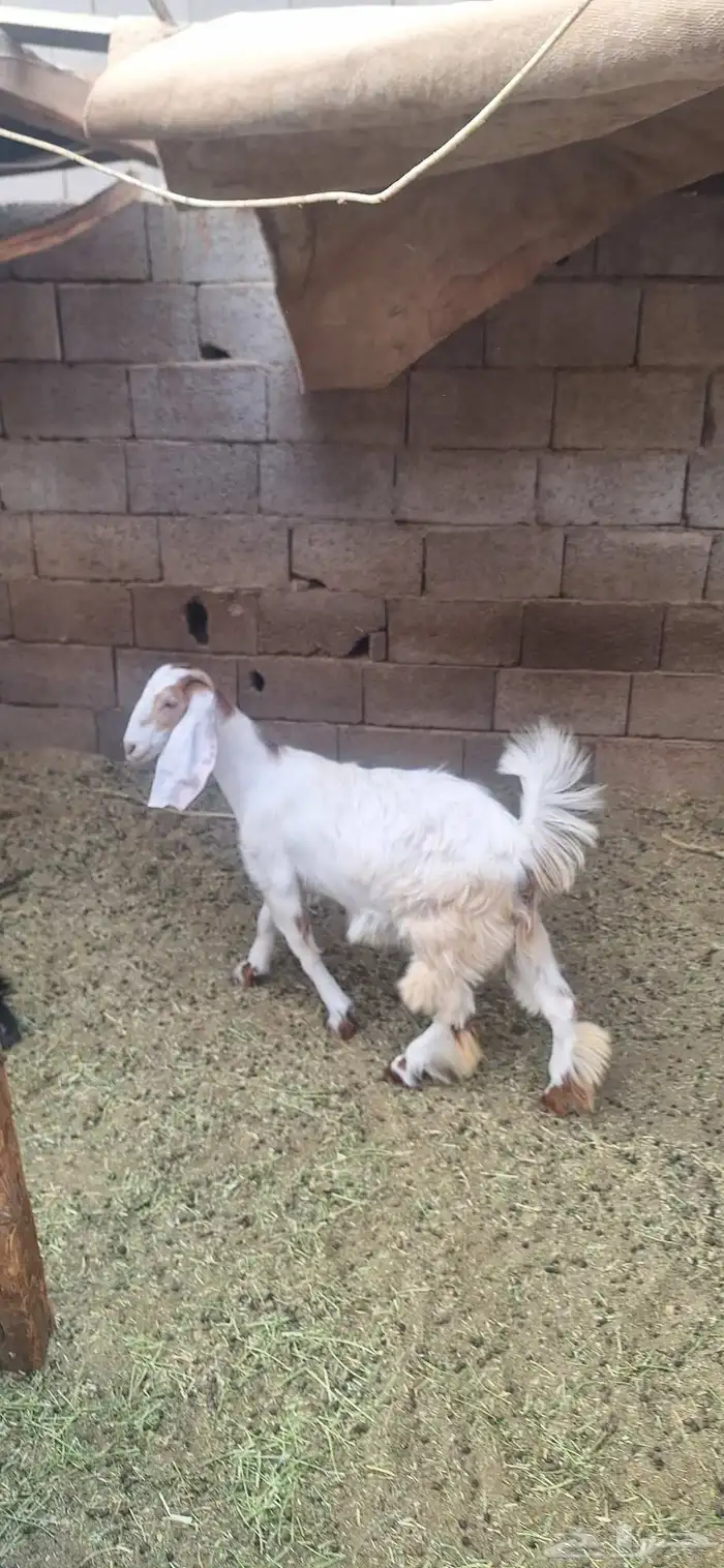 3 تيوس مخاصي و 4 جفار عمر 6 أشهر وزياده علفها شعير وبرسيم 3