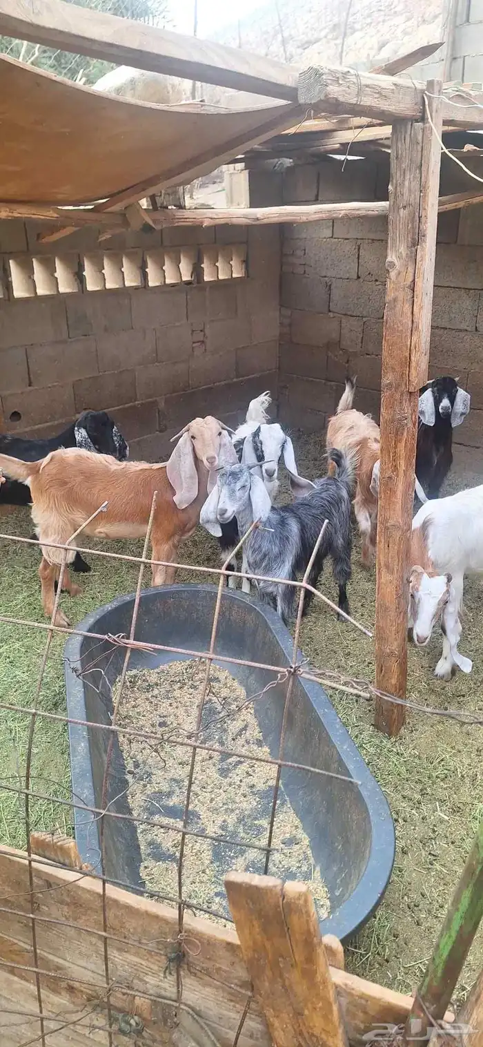 3 تيوس مخاصي و 4 جفار عمر 6 أشهر وزياده علفها شعير وبرسيم 1