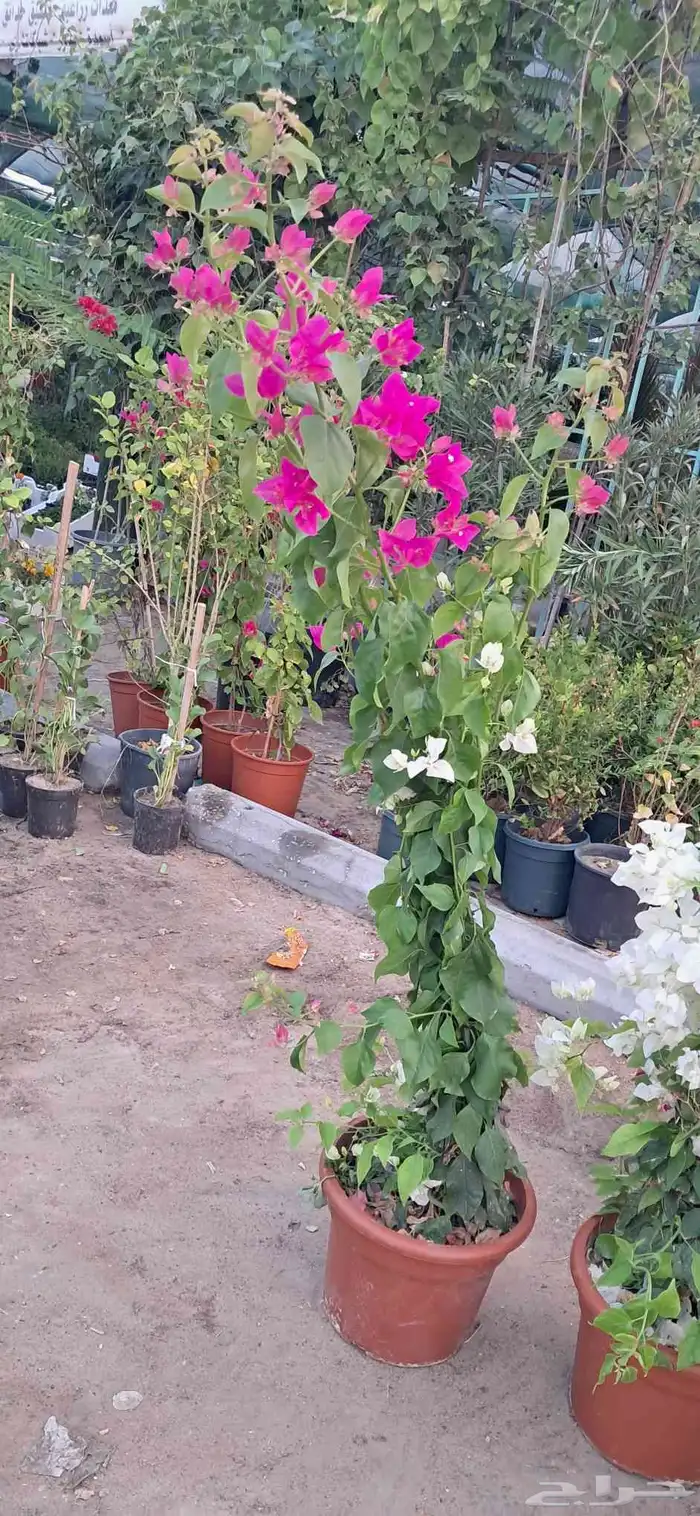 تنسيق الحدائق 2