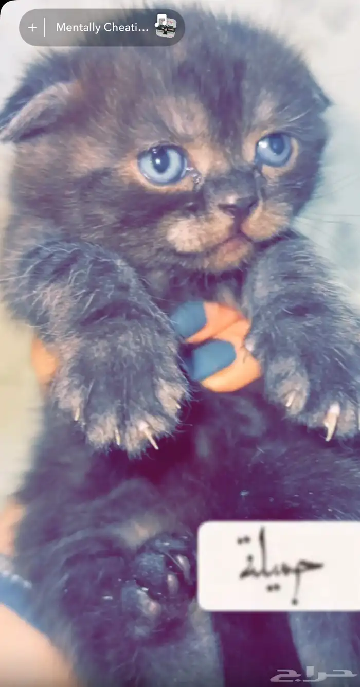 قط ذكر للتبني 2