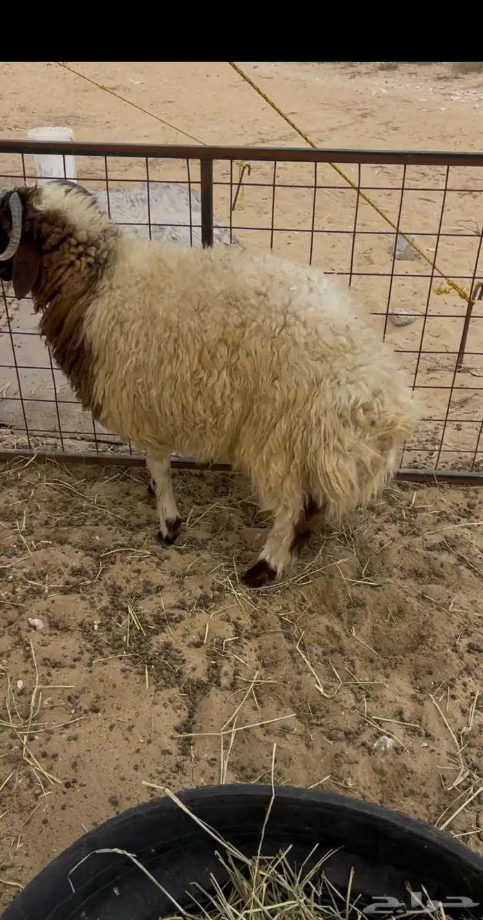 خروف نعيمي جذع 1