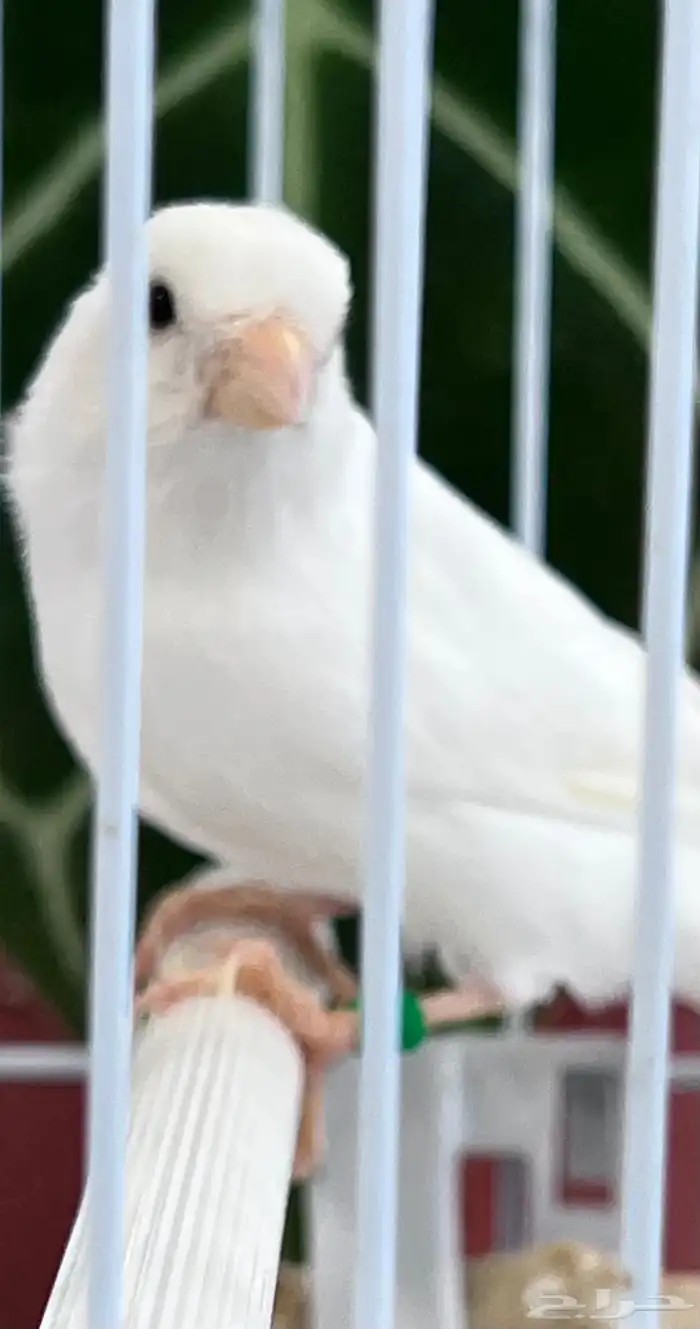 انثى كناري 2