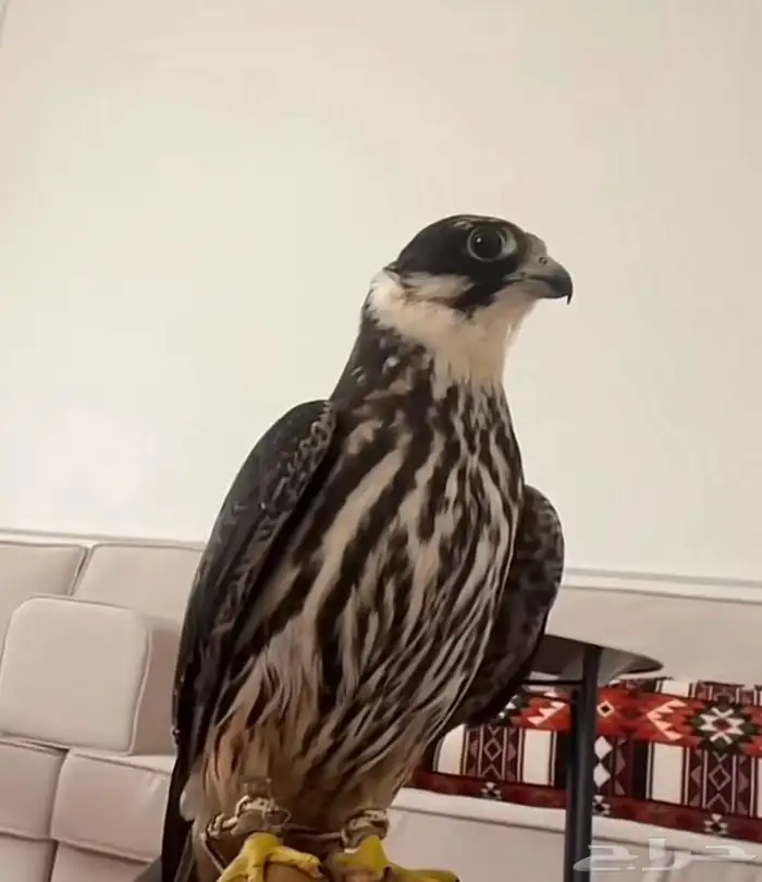 مطلوب بكه او وكري في الاحساء بسعر معقول 0