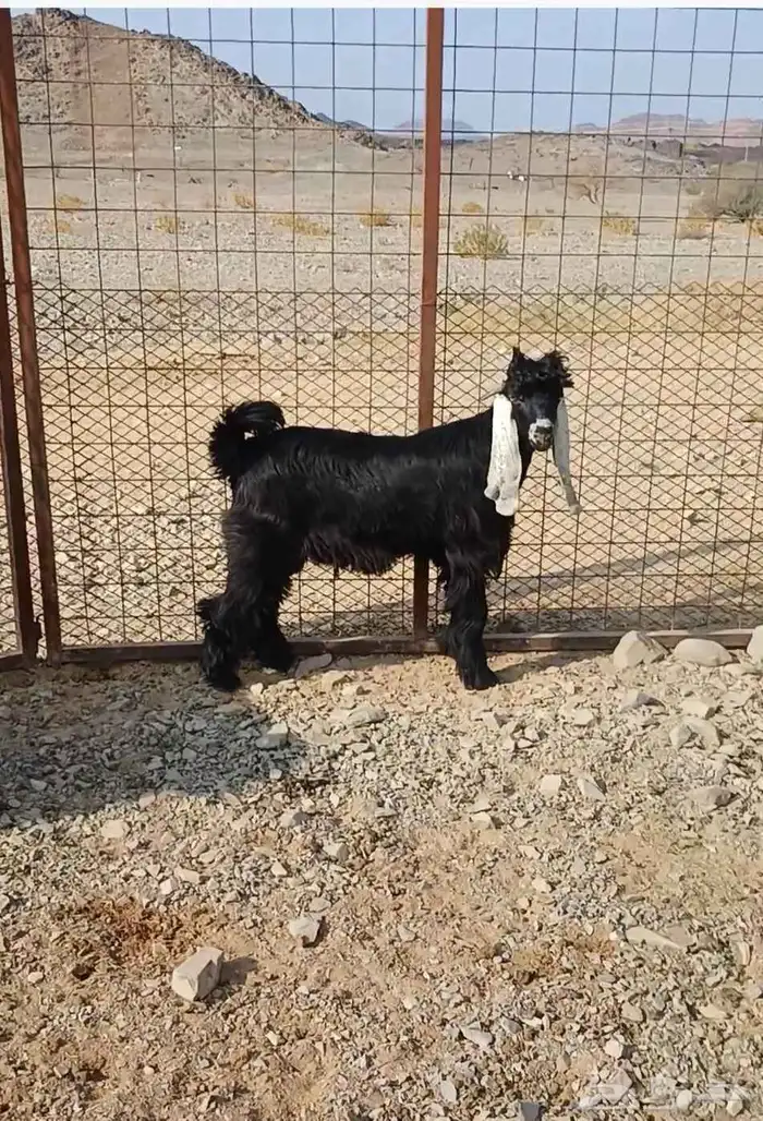 تيوس ذبايح مخصاه 1