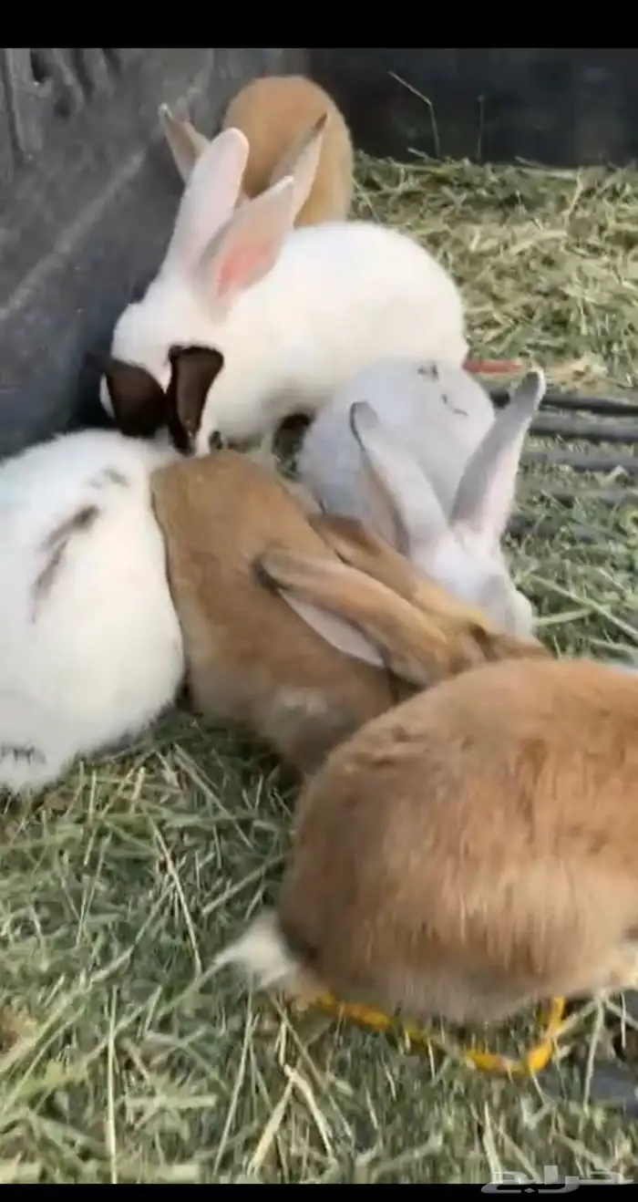 ارانب للبيع 0