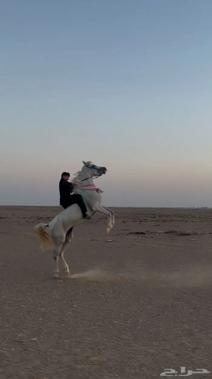 فرس من نوادر الشعبي 6