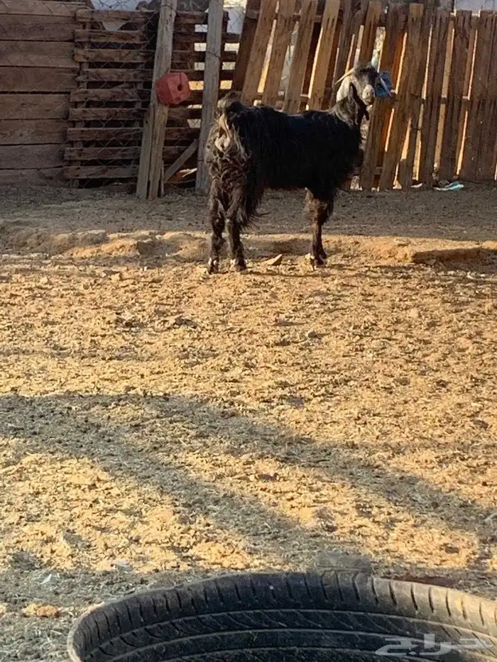 عنز سديس مقروعه قبل شهر حقت سرحه حد 600 0