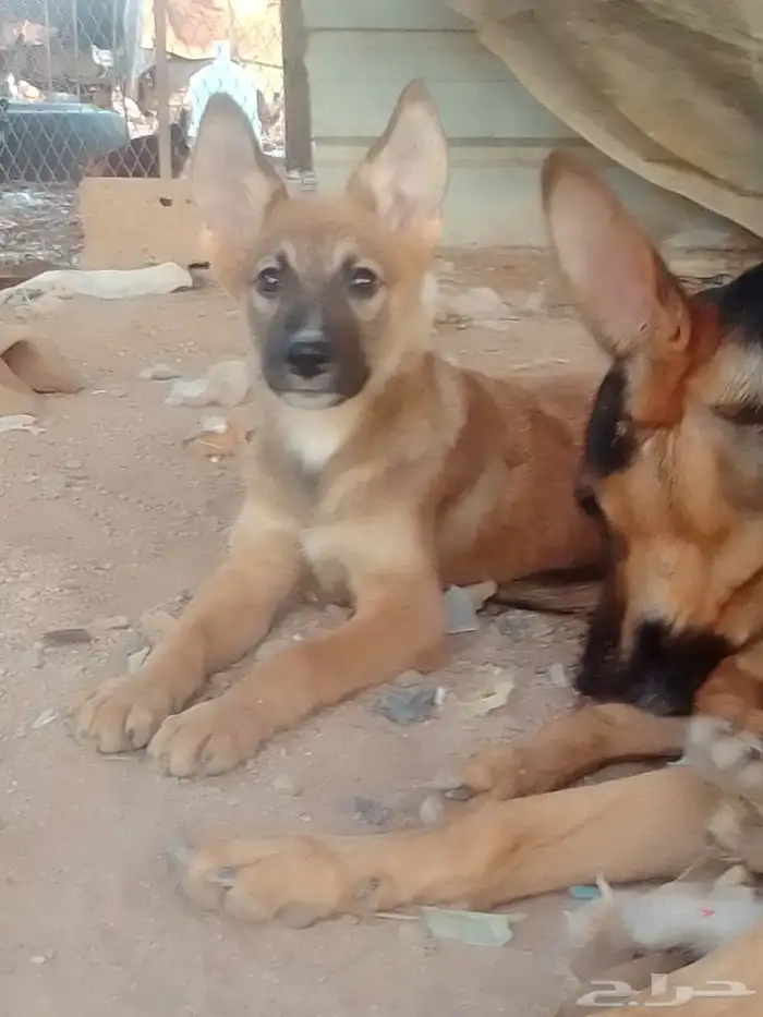 كلبه جيرمن انثى 1