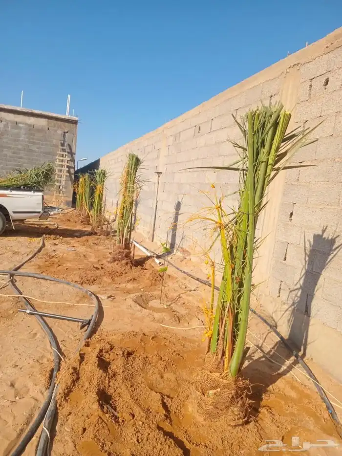 يوجد لدينا نخل عربي وشنطن للبيع 5