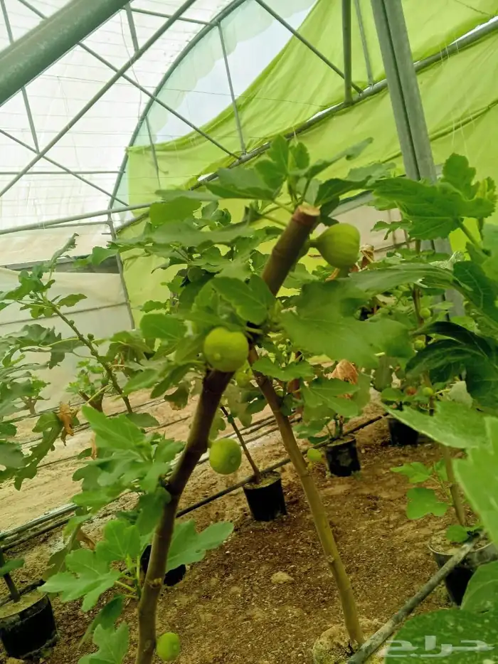 شتلات تين سوري . ب15 ريال . 2