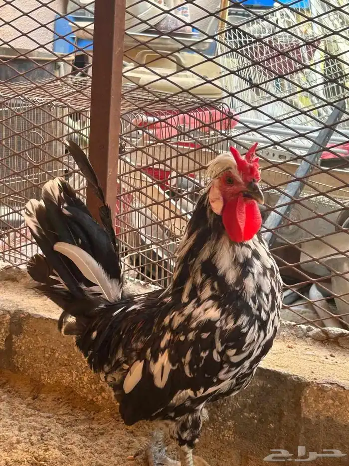 للبيع ثلاثه دياكه شكل ماشاءالله 0