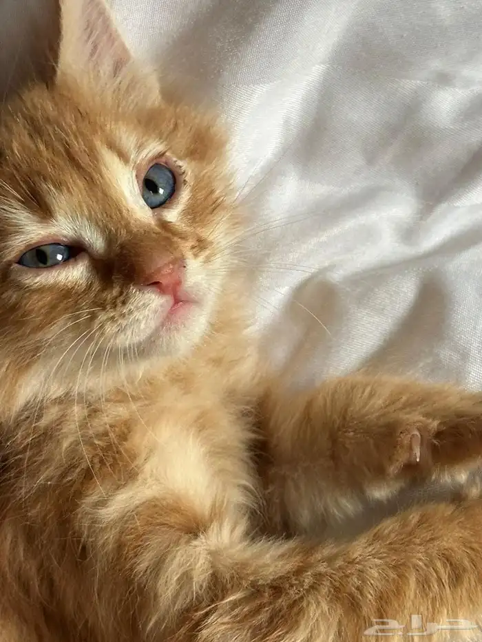 قطه للتبني 0