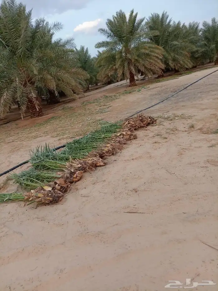 شبوك ونخيل 1