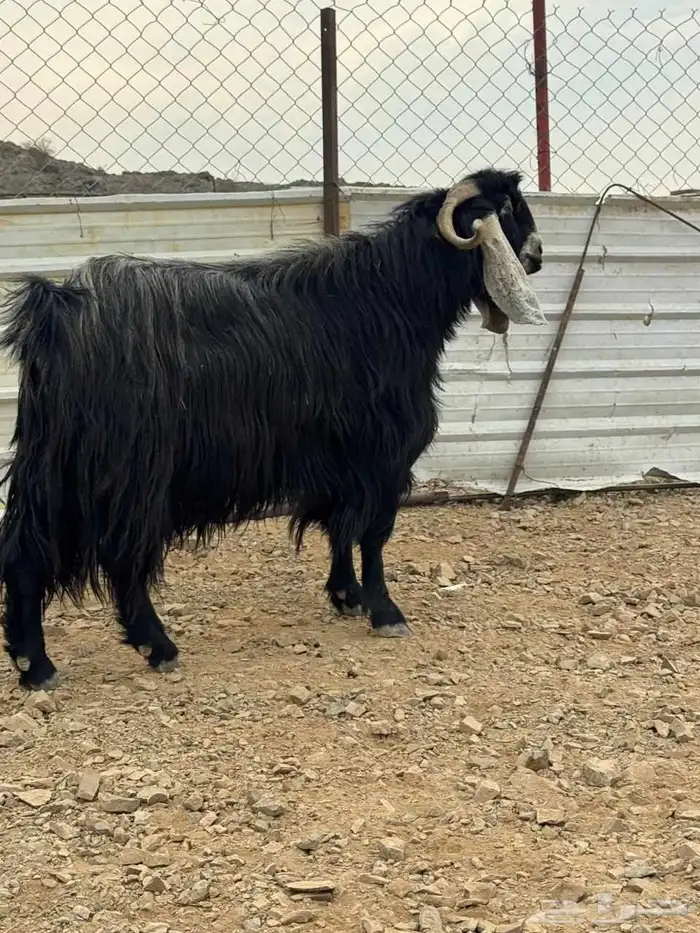 تيس عارضي فحل للبيع 0