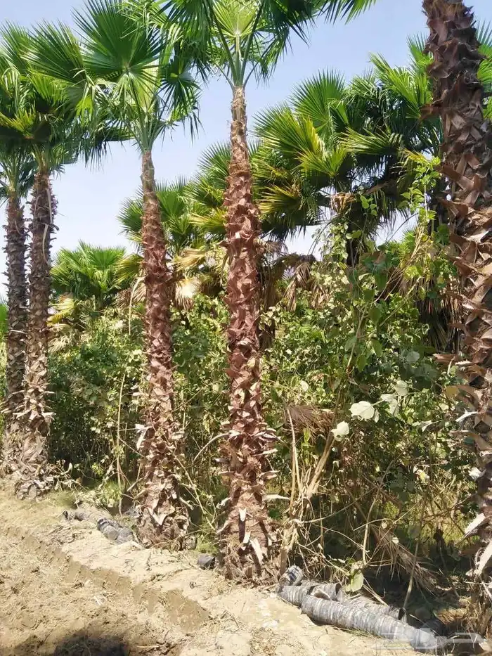 مشاتل الدمام تنسيق حدائق للاشجار السمكات 9