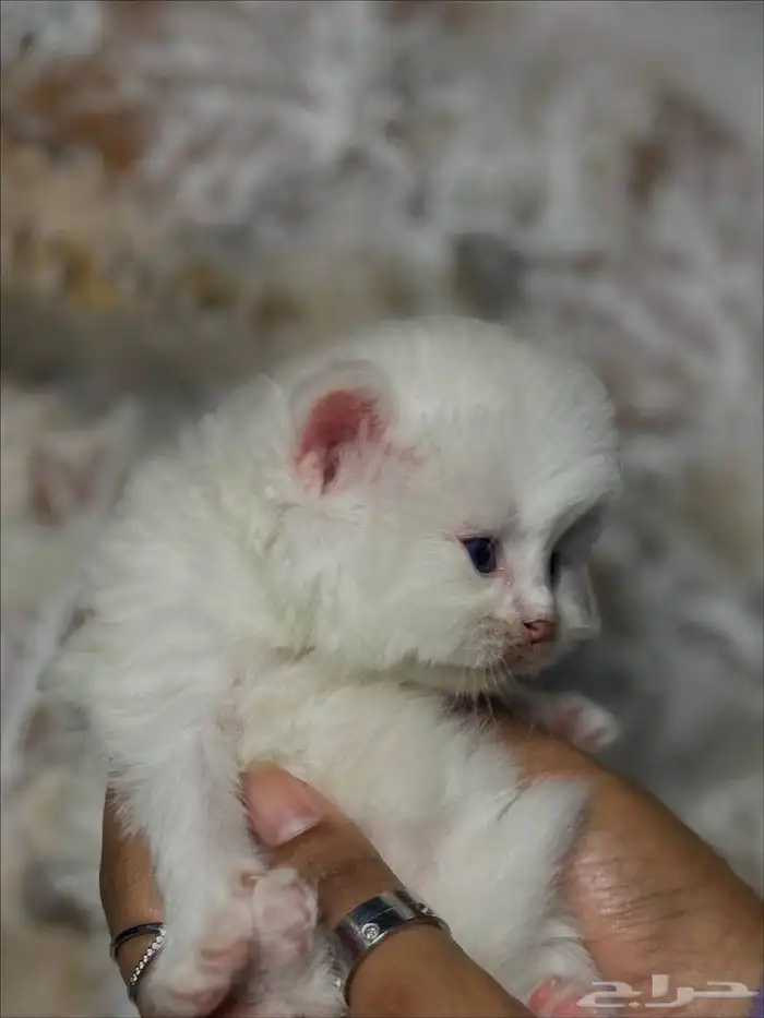 كيتن للبيع 2