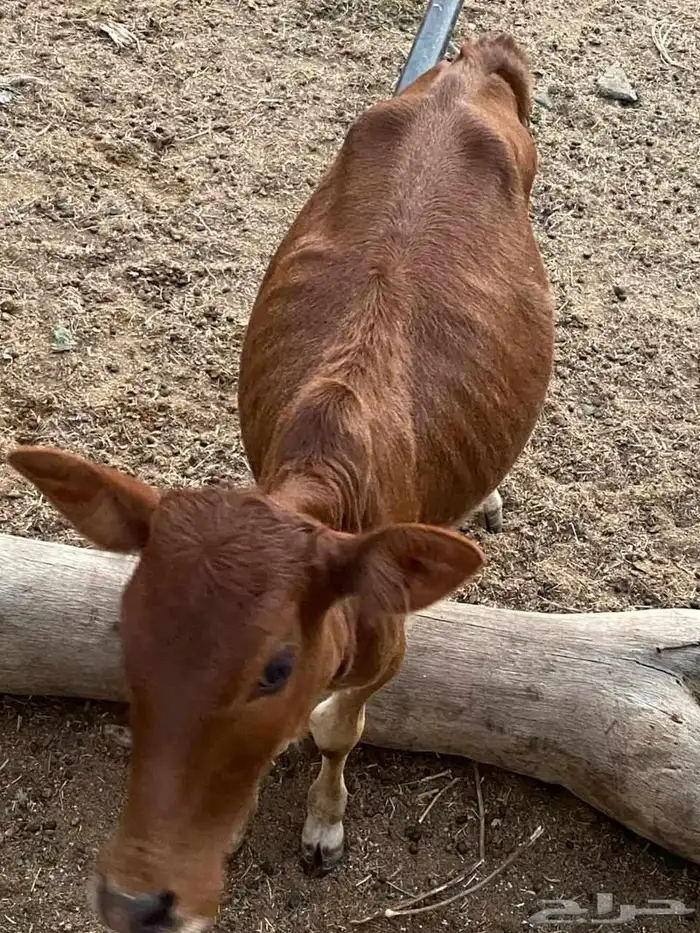 حسيله العمر ثلاث شهور  الصحه شرط   على السوم 0