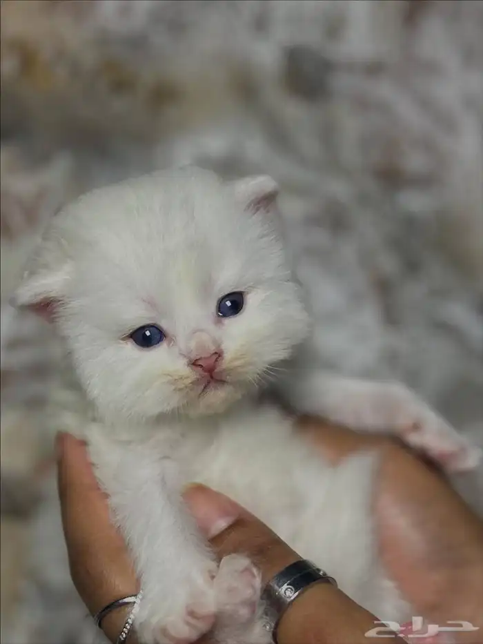 كيتن للبيع 1