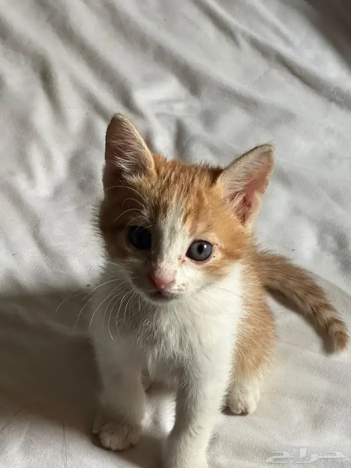 قطه للتبني 3