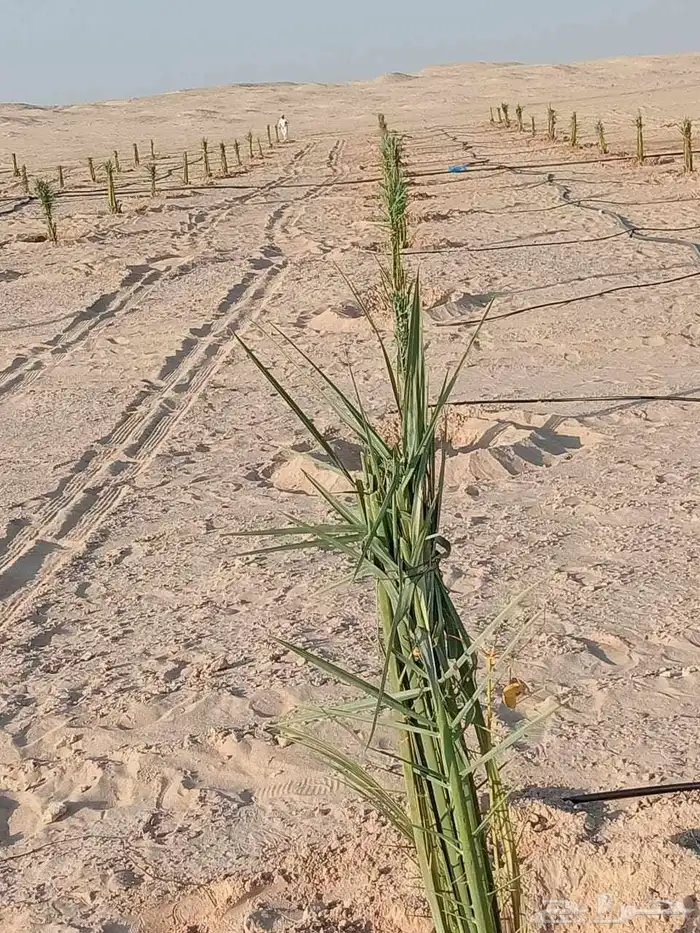 شبوك ونخيل 0