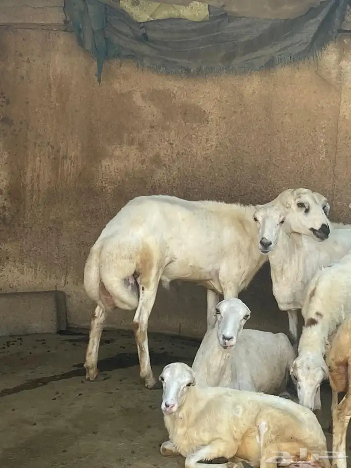 كبش للبيع 1