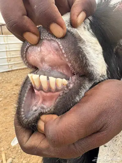 تيس عارضي فحل للبيع index