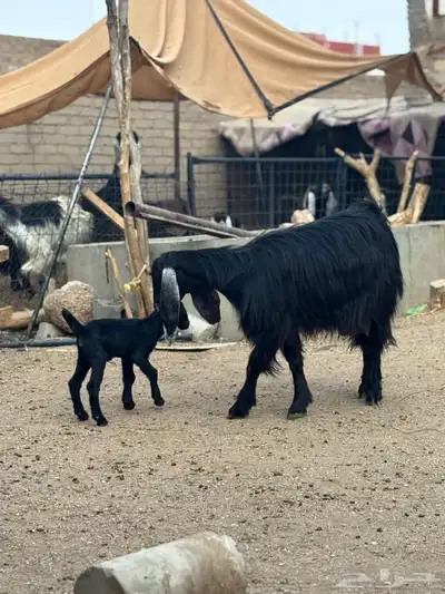 عنز خلفه index