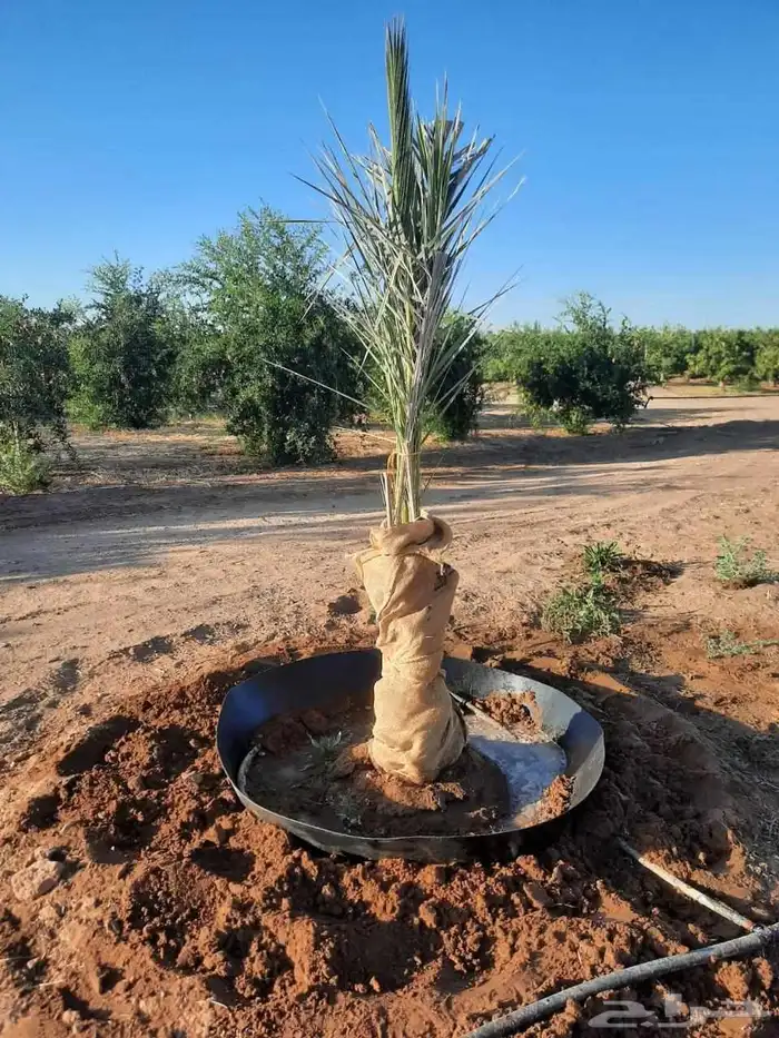 فسايل ونخيل بجميع انواعها 7