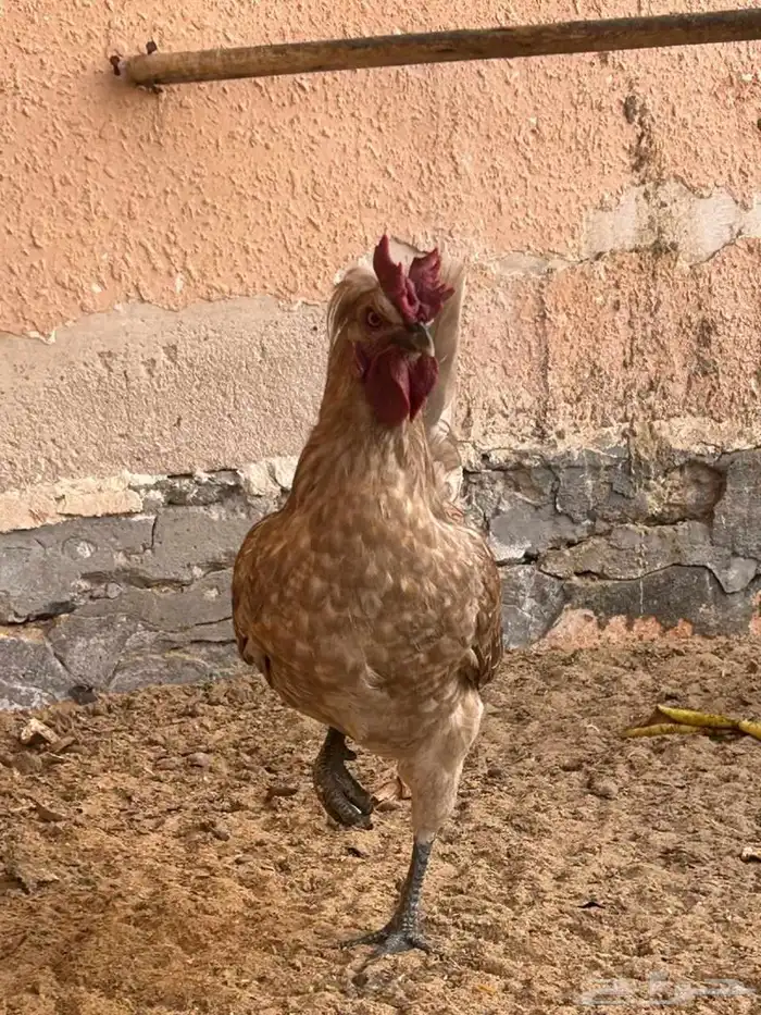 للبيع ثلاثه دياكه شكل ماشاءالله 2