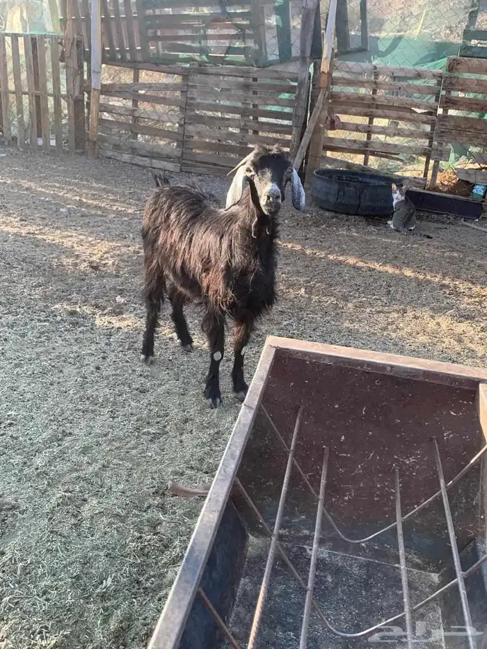 عنز سديس مقروعه قبل شهر حقت سرحه حد 600 1