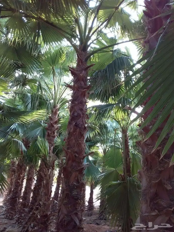 نخل واشنطني لببيع 5