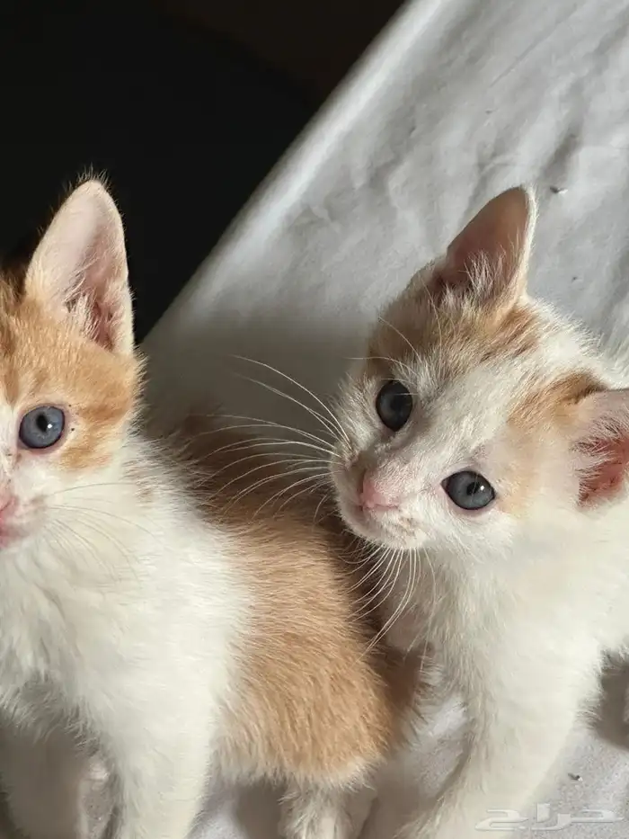 قطه للتبني 1