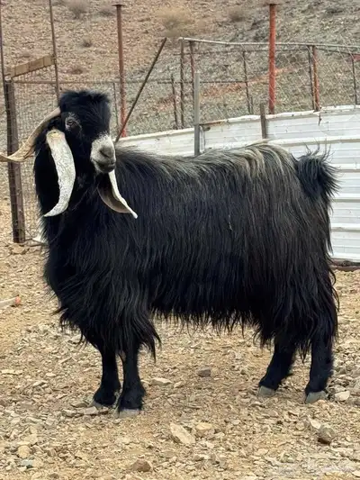 تيس عارضي فحل للبيع index