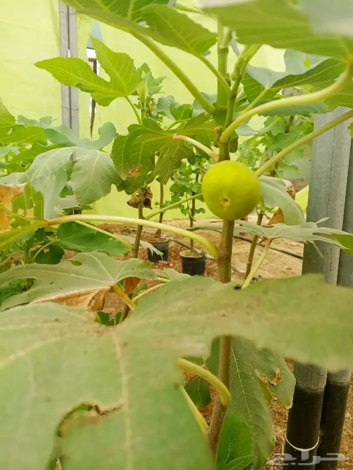 شتلات تين سوري . ب15 ريال . 5