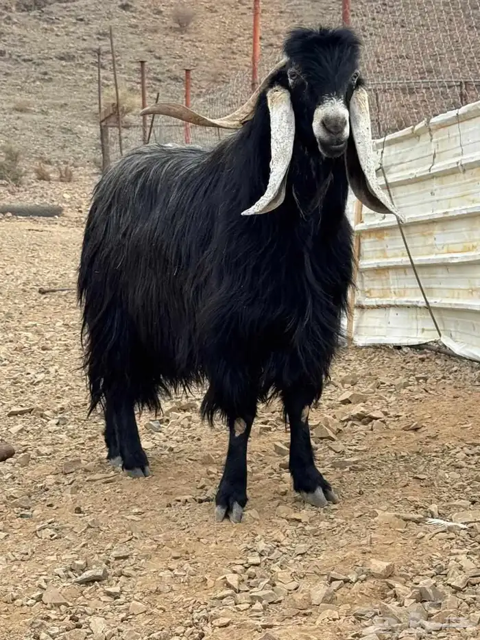 تيس عارضي فحل للبيع 2