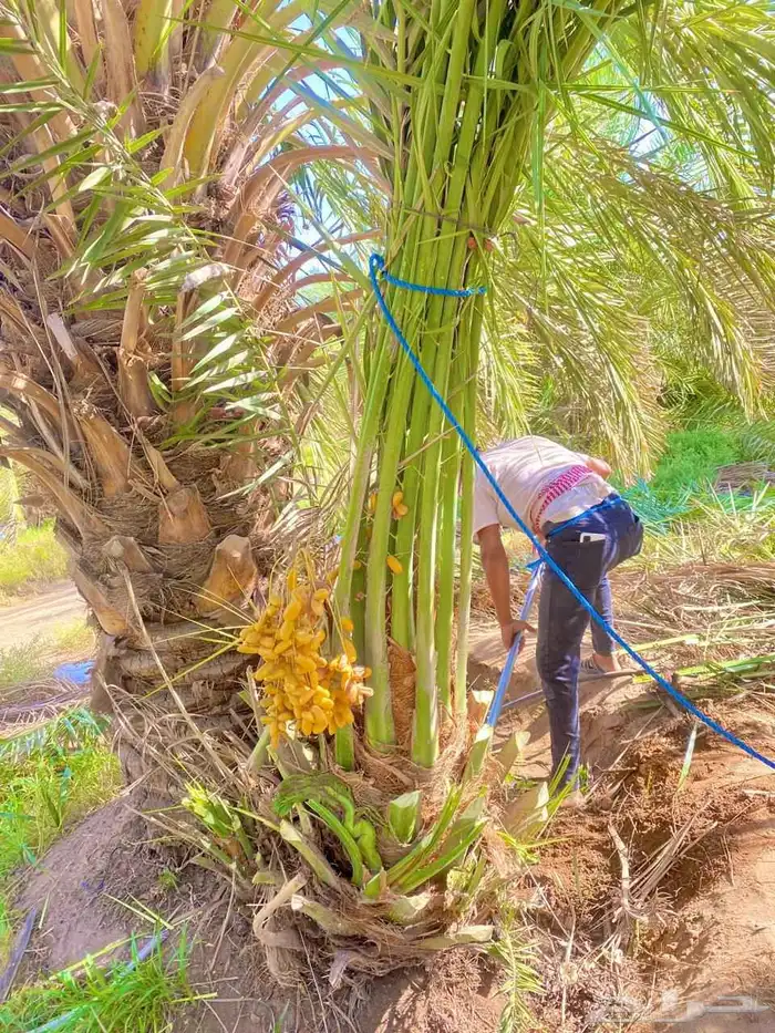 نخل للبيع الدمام بقيق صلاصل الفردانيه 1