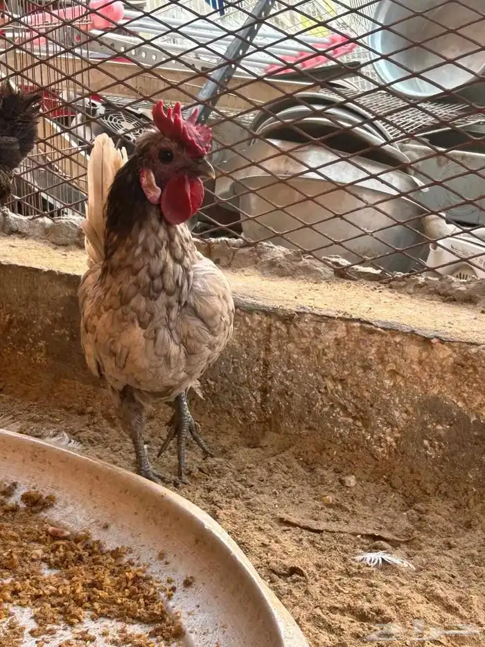 للبيع ثلاثه دياكه شكل ماشاءالله 1