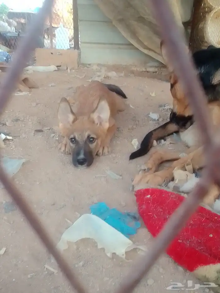 كلبه جيرمن انثى 2