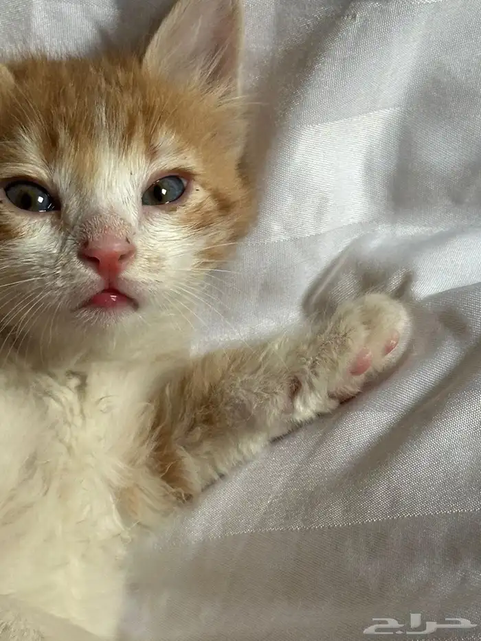 قطه للتبني 5