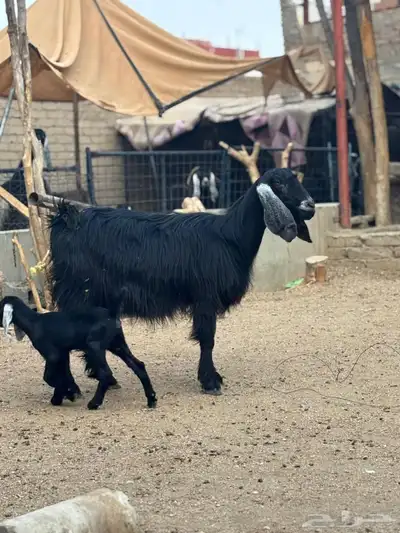 عنز خلفه index