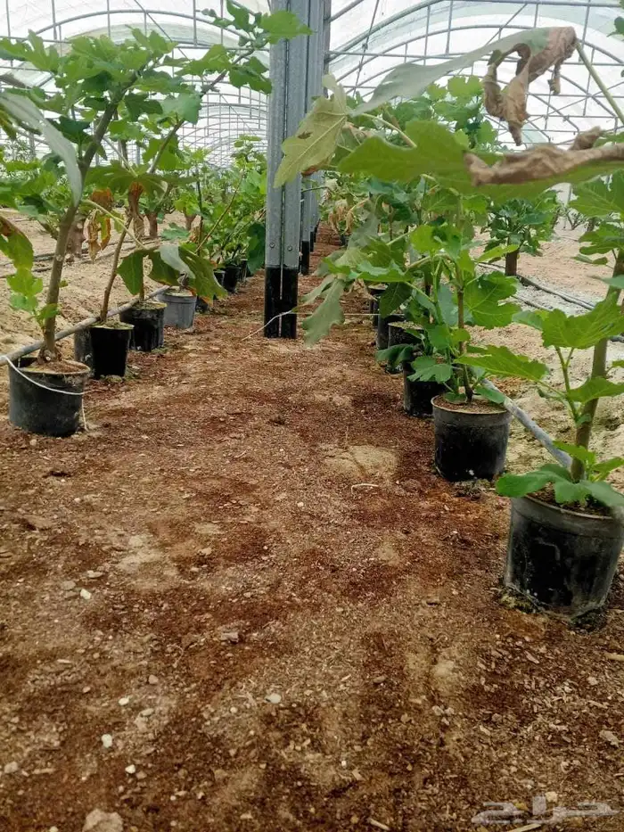 شتلات تين سوري . ب15 ريال . 0