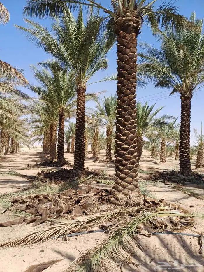 نخل للبيع نجران 1