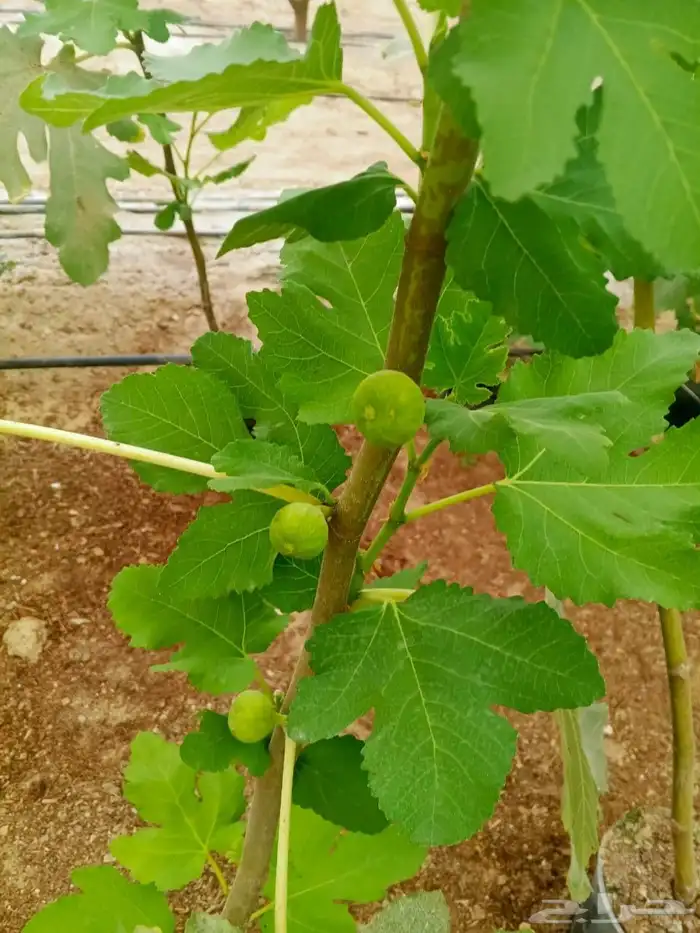 شتلات تين سوري . ب15 ريال . 4