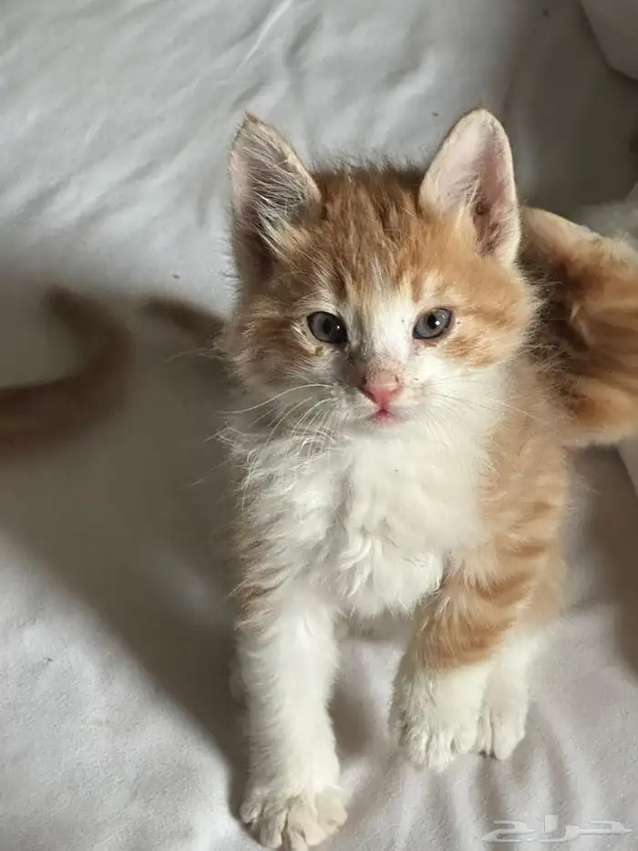 قطه للتبني 2