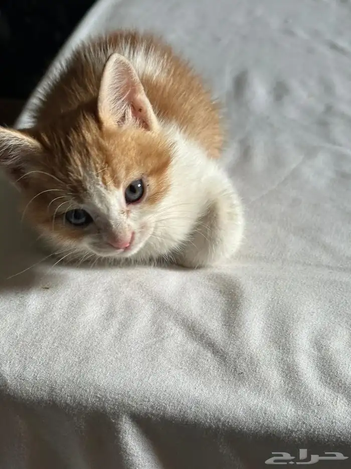 قطه للتبني 4