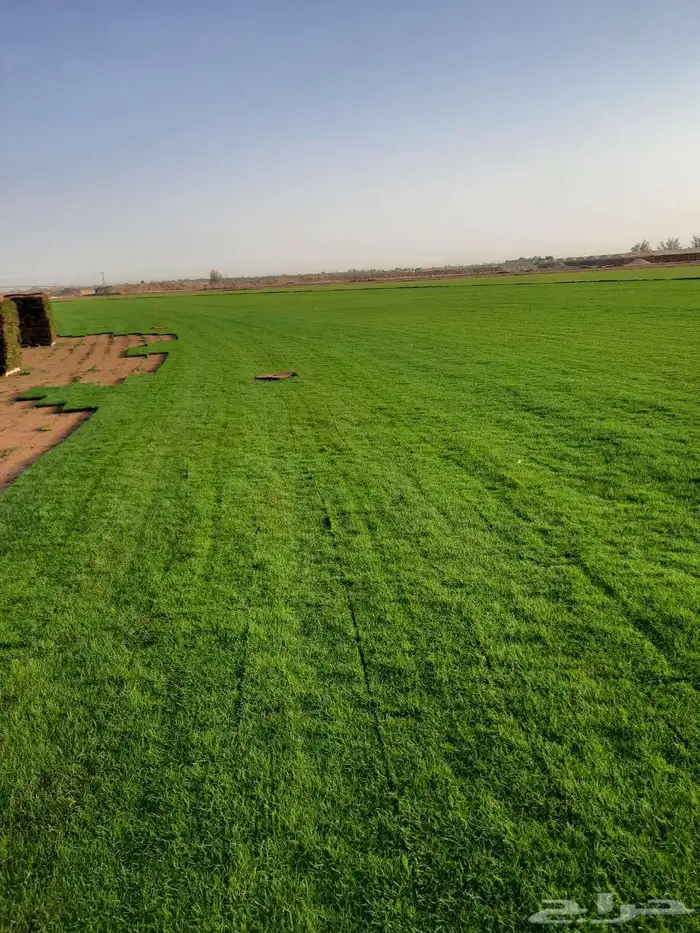 مشاتل الدمام طريق الجبيل 2