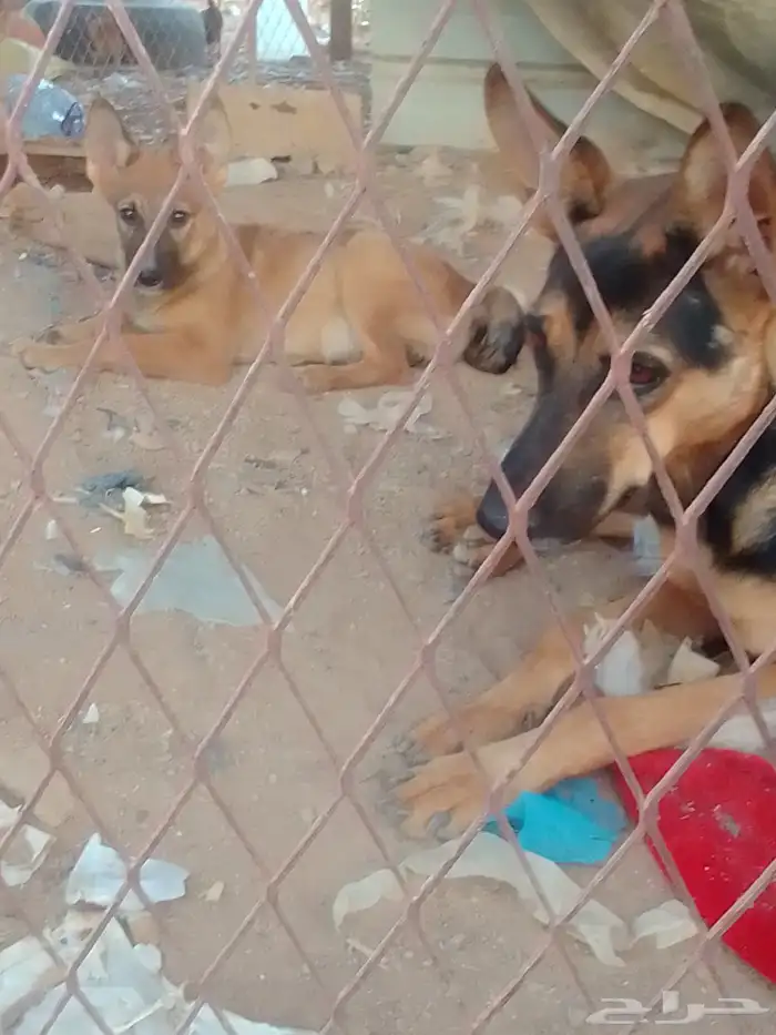 كلبه جيرمن انثى 0