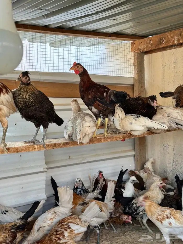 للبيع دجاج و دياكة بلدي 4